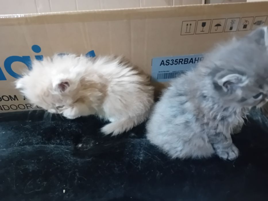 Персийски котки женски и мъжки