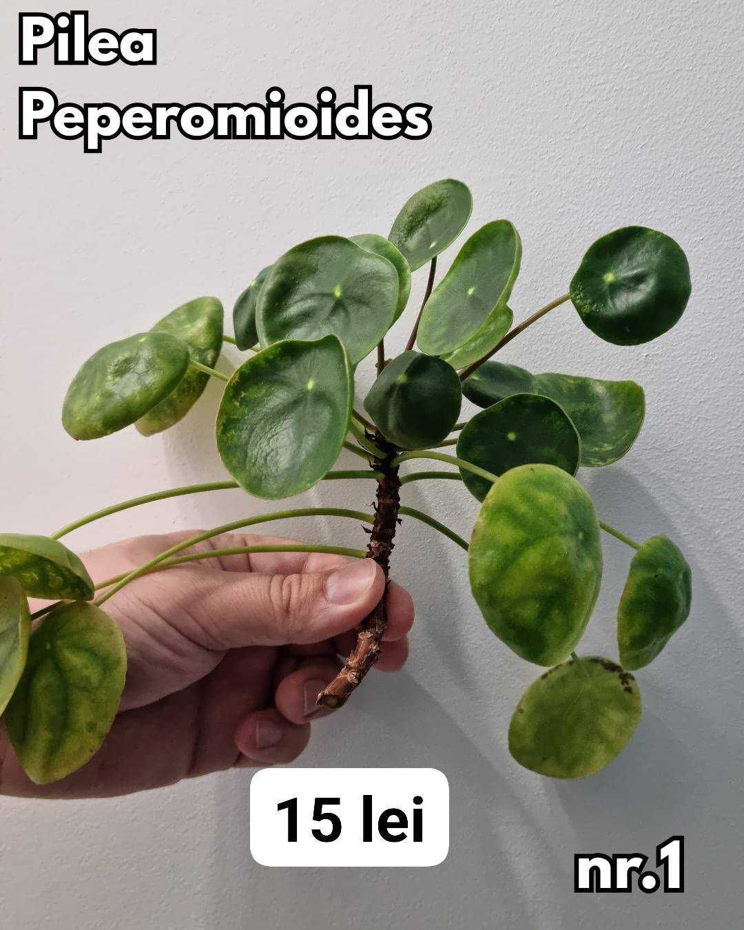 Plante interior, inradacinate Monstera, Pilea, Philodendron & altele