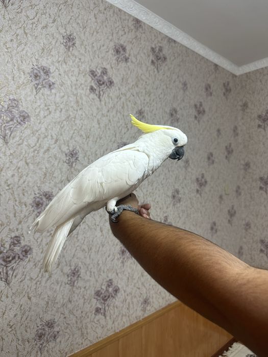 Какаду ручной в хорошие руки ( попугай)