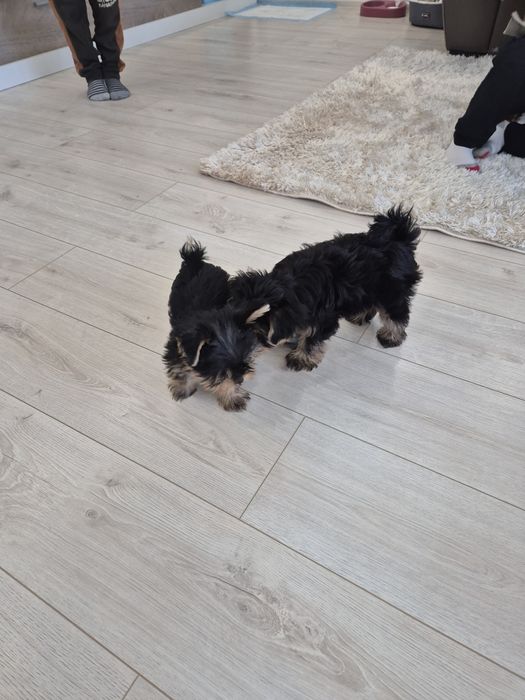 Йоркширски териер