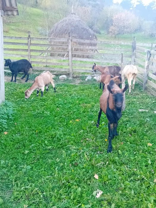 Capre tinere de vanzare