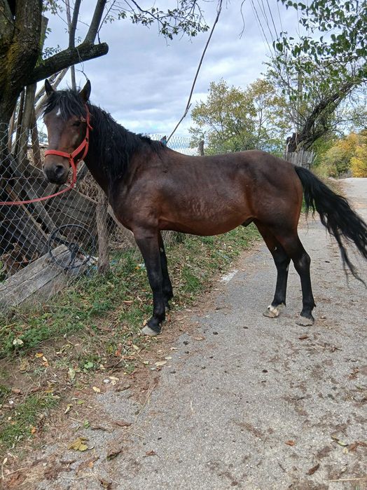 Vand cal castrat
