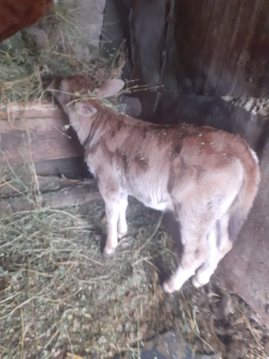 Vaca în vârstă de 6 ani și vitica de o luna