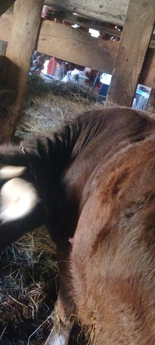 Vind taur brun de 1 si doua luni