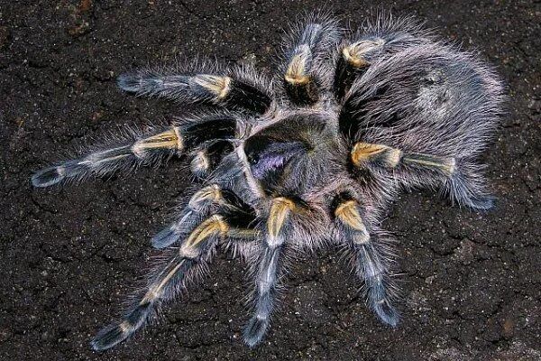 Адульт самка Grammostola pulchripes (aureostriata)