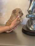 Vanzare Maltipoo mascul