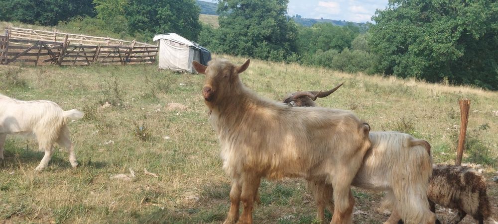 Vând 12 capre 4 capre cu lapte 3 iedițe si 4 țapi