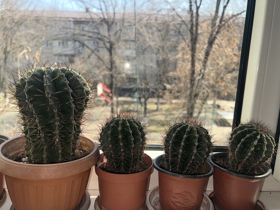 Кактусы кактусы