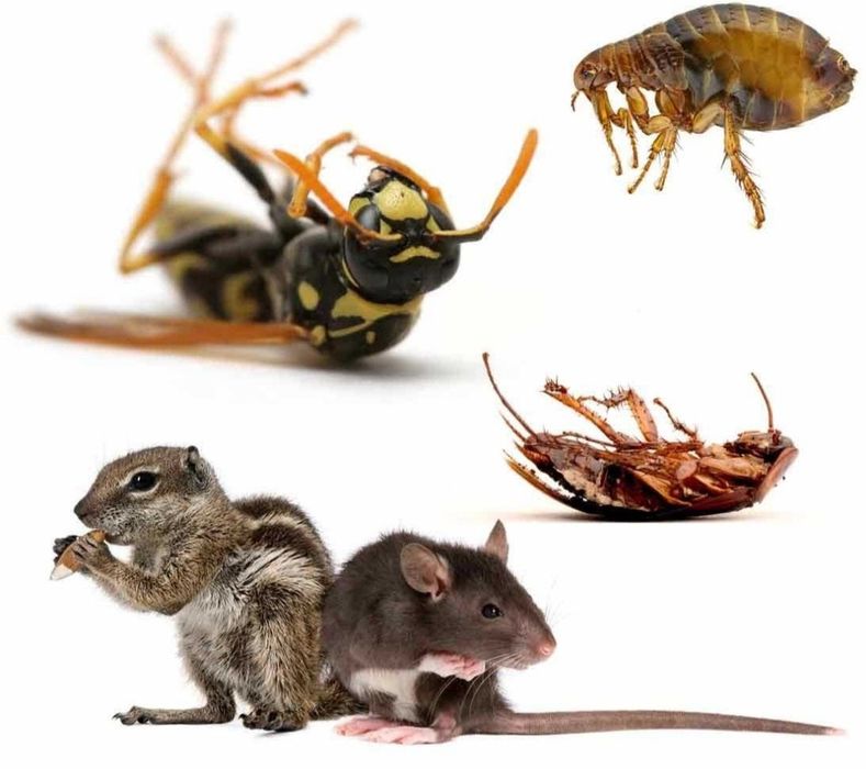 Дезинфекция хизмати 24/7