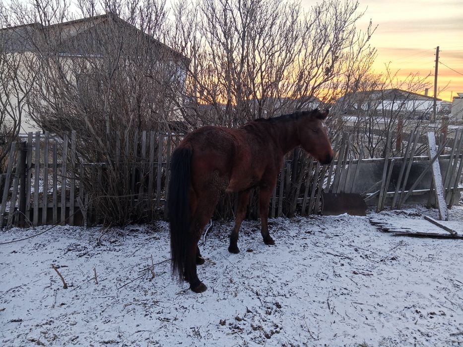 Кунан сатылат ...