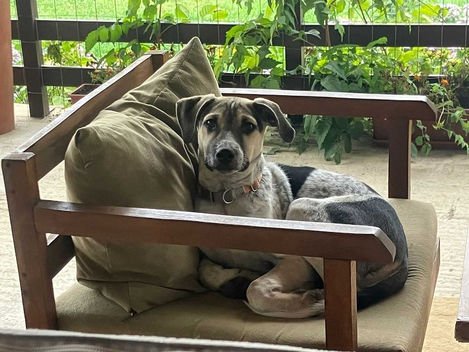 Cățel metis de brac 5 luni pentru adopție