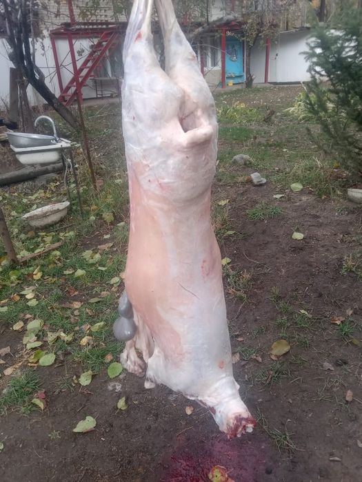 Продается бараны
