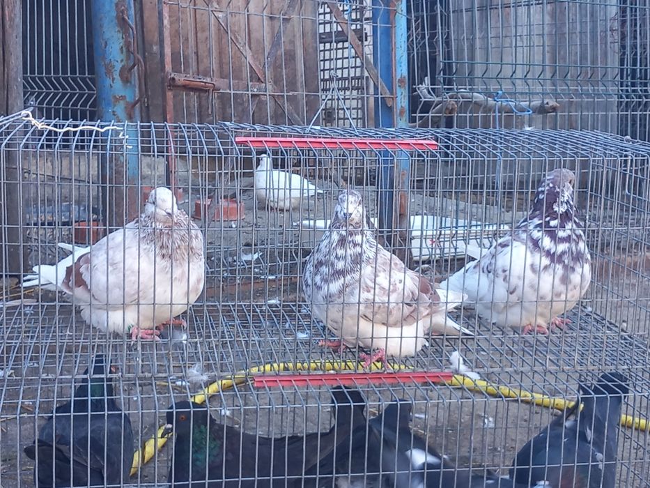 Porumbei Mondaini Filiași Dolj