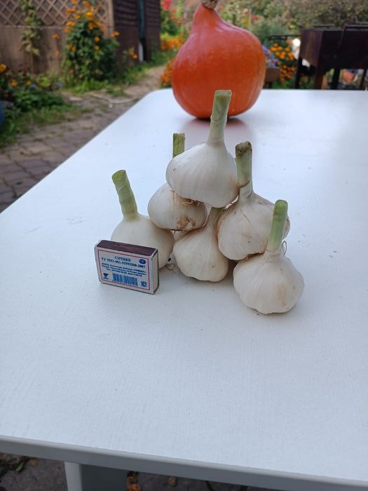 Продам чеснок яровой