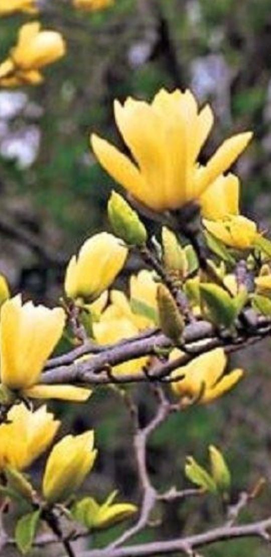 Magnolie yelow bry (galbenă)