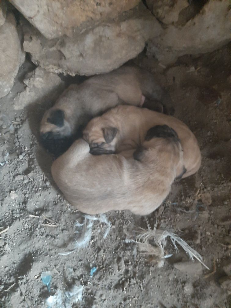 Продавам малки кученца,Кане корсо