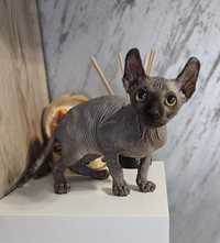 Sphynx Elf mascul