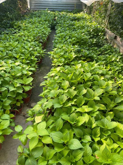 Гортензия 60,100,120 минг сум