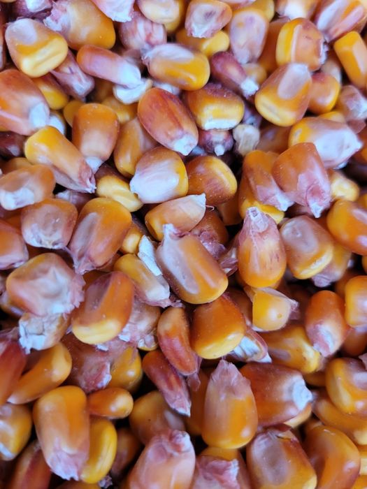 Porumb Malai Boabe de vanzare