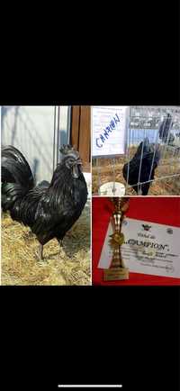 Oua de incubat ayam cemani, rasa pura, gaini complet negre