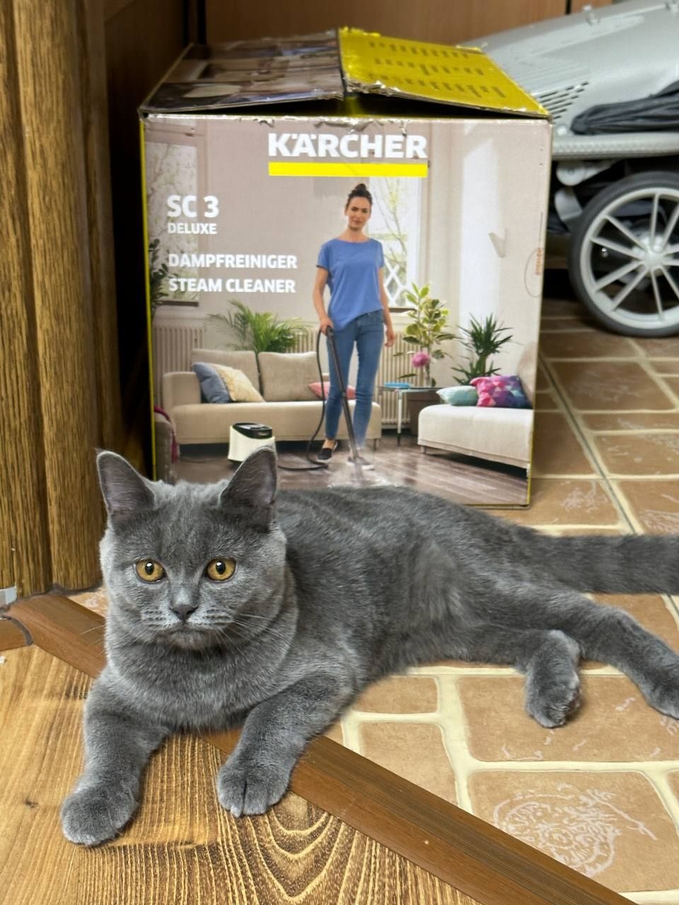 Котята подростки,