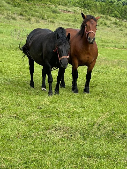 Iepe de vanzare cluj