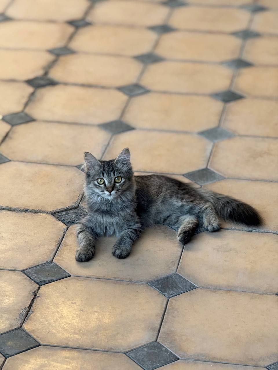 Отдам котят в хорошие руки