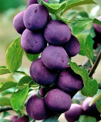 Pomi fructiferi columnari!