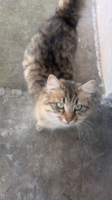 Pisică adultă și 4 puișori disponibili pentru adopție