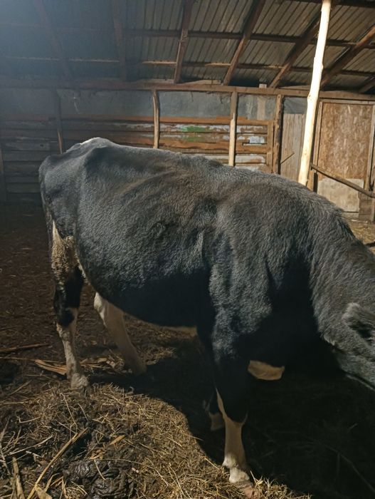 Vaci și vitei de vânzare