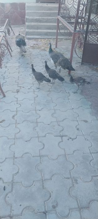 Павлин биылғы балапандары сатылады