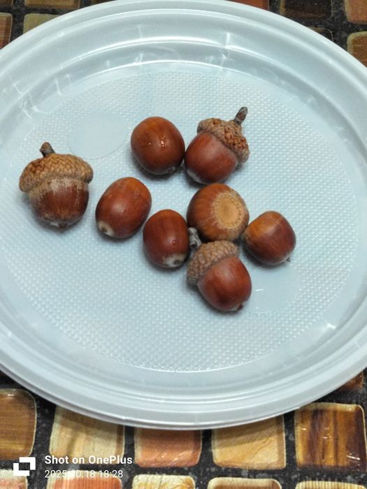 Продам жёлуди, дуб красный