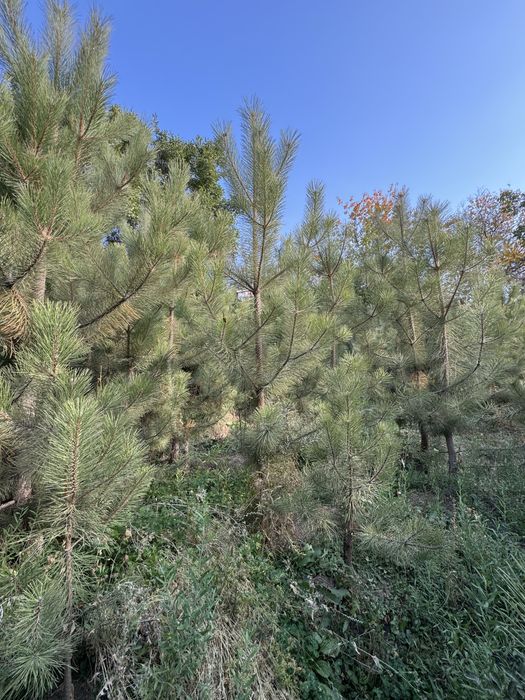 Кирим сасна арчалари сотилади