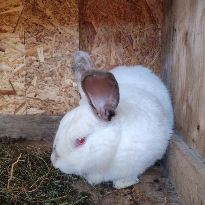Продам кроликов породы великан