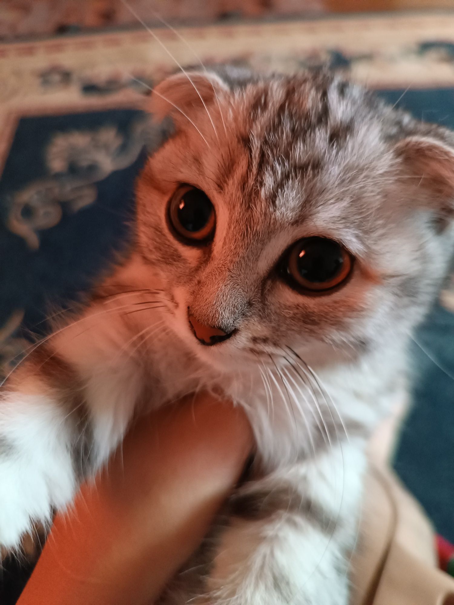 Все ловушка девчка