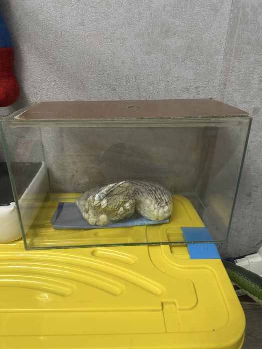 аквариум  есикость