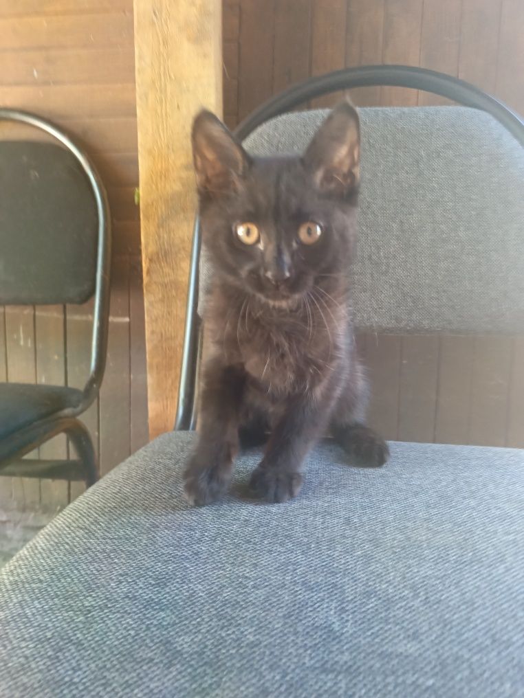 Котенок в хорошие руки