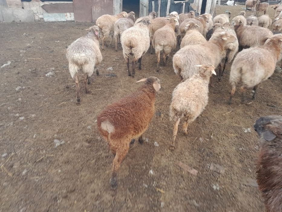 Продам молодняк 4-6 месяцев