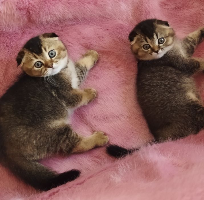 Шотландский котёнок Фолд