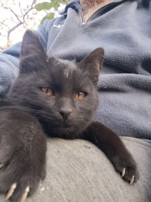 Молодая   чёрная кошечка