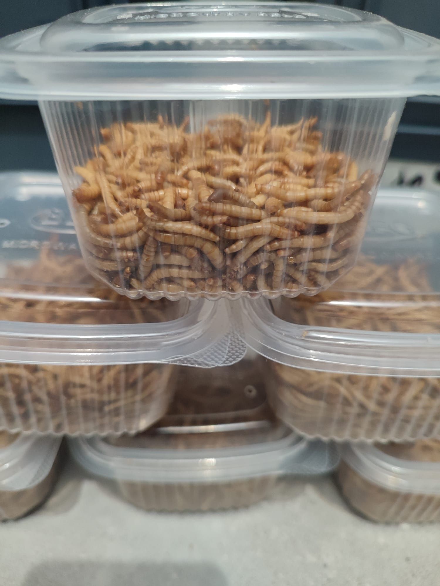 Viermi de făină mealworms, hrana vie pentru păsări, reptile, tarantule