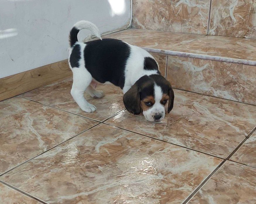 Куче порода Бигъл