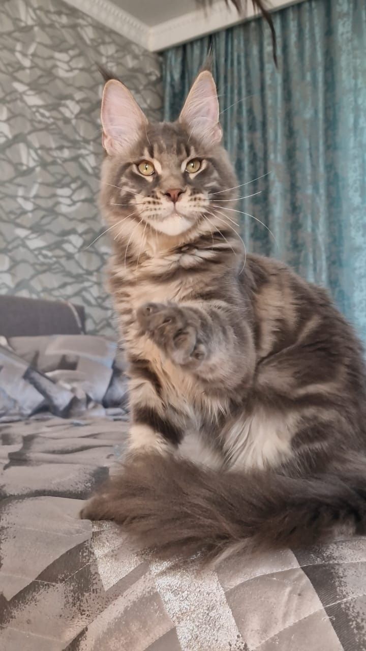 Котёнок Мейн-Кун