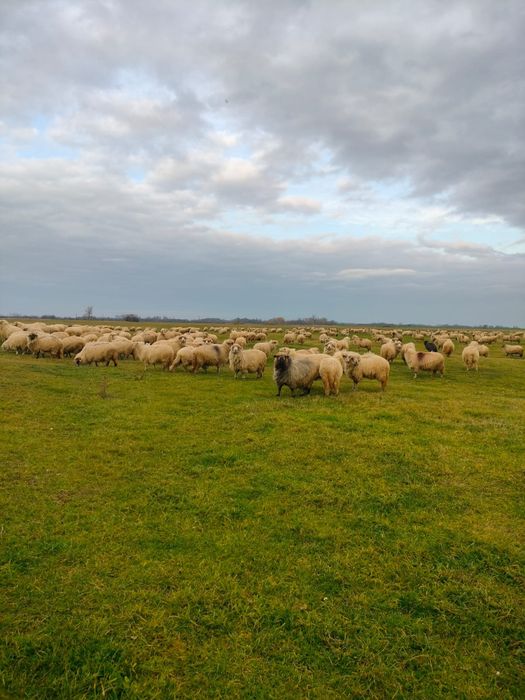 Oi de vânzare la a 3,2,1 fătare