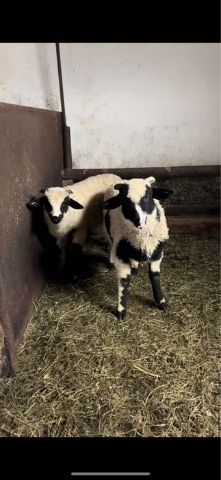 Berbecuț brez de vanzare