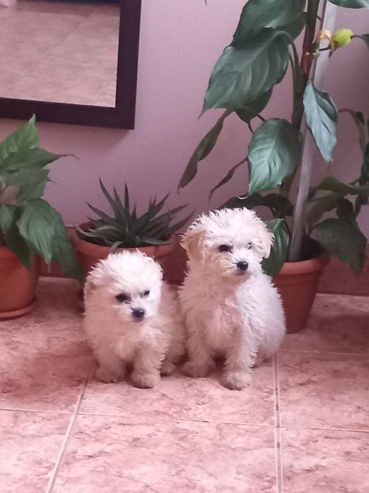 Pui Bichon Maltez - 2 băieți