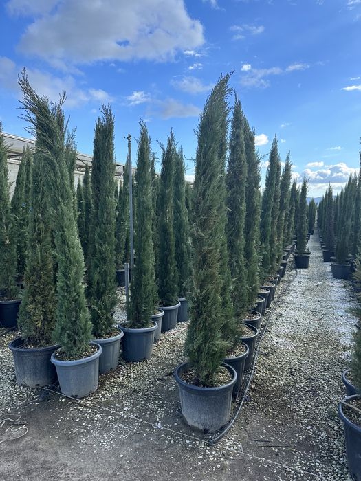 Tuia Lilandi smarald si multe alte speci