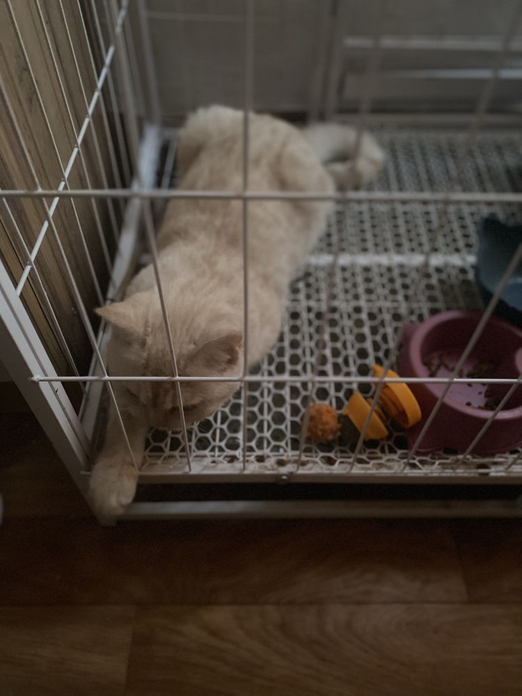 Кошка продам срочно