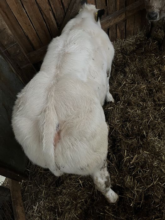 Vand vitea belga 75%