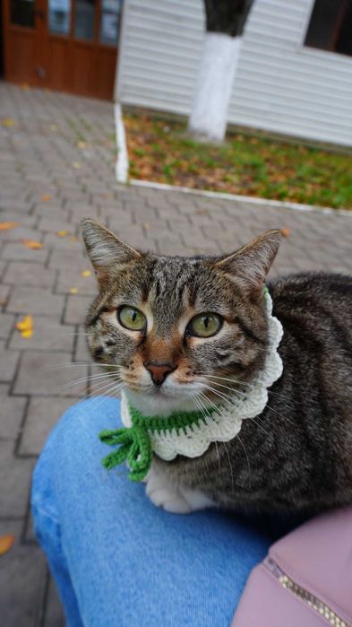 Zgardă pentru pisici